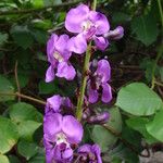 Leptospron adenanthum Λουλούδι
