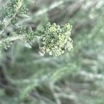 Teucrium capitatum 花