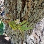 Dendrobium bowmanii Õis