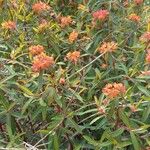 Euphorbia griffithii Flor