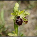 Ophrys exaltata Autre