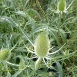 Dipsacus laciniatusLehti