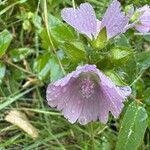 Malva moschataফুল