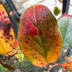 Cotoneaster acutifolius Leaf