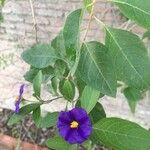 Solanum laciniatum Ліст