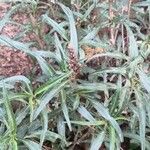 Amaranthus muricatus Leaf