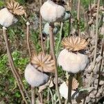 Papaver somniferum Ffrwyth