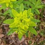 Euphorbia hybernaFlower