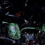 Nepenthes ampullaria Leaf