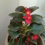 Begonia cucullata叶