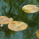 Nuphar pumila Feuille