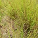 Andropogon amethystinus Leaf