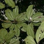 Miconia gracilis Otro