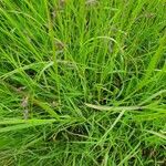 Panicum coloratum Leaf