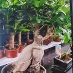 Ficus microcarpa Hoja