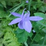 Aquilegia pyrenaicaЦвят