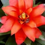 Guzmania spp. Blüte