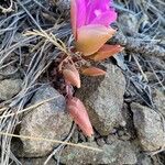 Lewisia rediviva Blomst