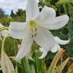 Crinum × powellii Flower