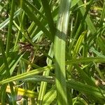 Cyperus longus Leaf