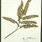 Lindsaea divaricata Лист