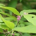 Callicarpa mollis