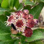 Baccharis prunifolia Fleur