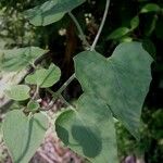 Mikania cordifolia Leaf