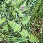 Stachys sylvatica Leht