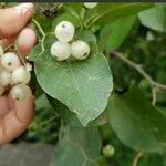 Cordia dentata Fruit
