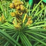 Sciadopitys verticillata Fula