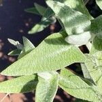 Salvia canariensis List