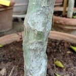 Guaiacum officinale Bark