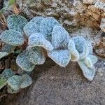 Origanum dictamnus Leaf