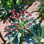 Euphorbia atropurpurea Blüte