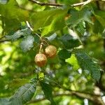 Aesculus pavia Feuille