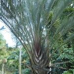 Dypsis decaryi Агульны выгляд