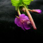 Epilobium amurense Blomst