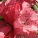 Rhododendron monodii Flower