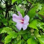 Hibiscus syriacusŽiedas