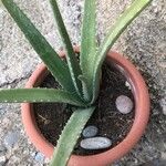 Aloe veraCorteccia