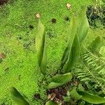 Aspidistra lurida List