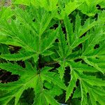 Heracleum mantegazzianum Foglia