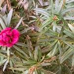 Rhododendron ferrugineum Fuelha