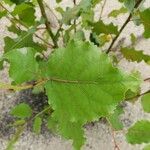 Populus nigra 葉