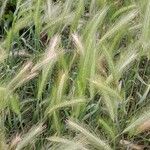 Hordeum murinum Natur