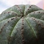 Euphorbia obesa 葉