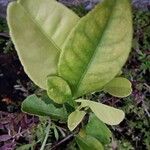 Citrus hystrix Leaf