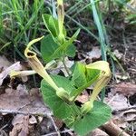 Aristolochia pallida Flor