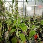 Buddleja stachyoides Çiçek